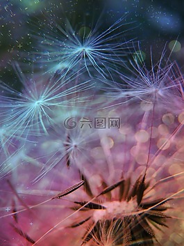 蒲公英,鲜花,特写