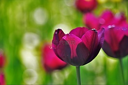 郁金香,花草,植物
