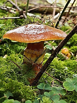 滑石粉短小精悍,菌,宏