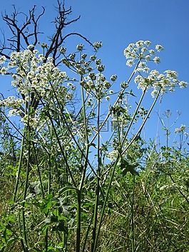 獨活屬傘形,hogweed,牛防風草