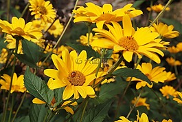 金光菊,黄色,瓢虫