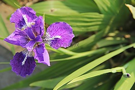 鸢尾花,紫色鸢尾,紫鸢尾