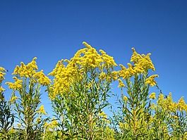 加拿大一枝黄花,一枝黄花,花