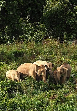 野生大象,象,亚洲