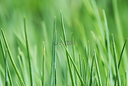 草,草绿色,性质