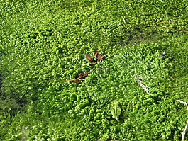 水,植物,植物区系