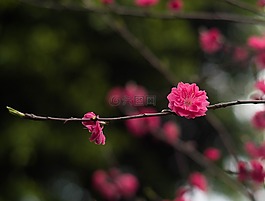 红梅,花,美景