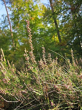 vulgaris,希瑟,岭