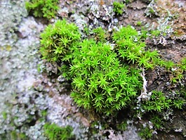 苔,植物区系,植物