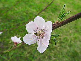 桃花源,开花,桃树