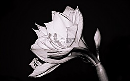 阿马丽利斯,花,阿马丽利斯厂