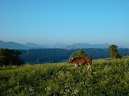 oy mittelberg,早起的鸟儿在嘴里有黄金,在清晨