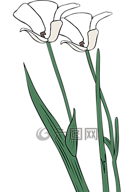 百合,花,洁白的花朵