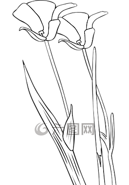 百合,花,洁白的花朵