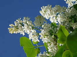 紫丁香,白丁香,紫丁香花