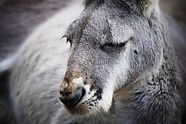 袋鼠,动物,澳大利亚