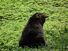 猫,草地,动物