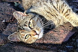 虎斑猫,猫,它位于