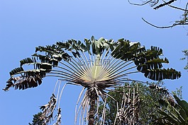 棕榈叶,棕榈,棕榈树