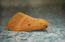 家蚕的橡树,lasiocampa栎,蛾