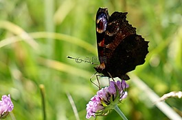 孔雀蝴蝶,aglais io,inachis io