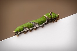 毛虫,燕尾,下颌骨骨量变化