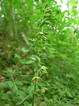 spitzlippige helleborine,德国兰花,小小的花