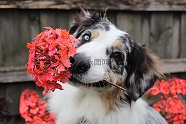 鲜花,狗,牧羊人