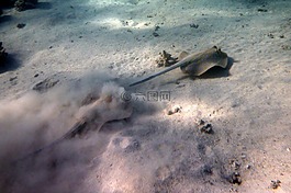 光线,逃脱,黑眉锦蛇 lymma