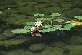莲花,荷花,花