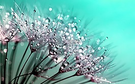 蒲公英,种子,花
