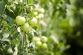 茄子 400-08373800,400-08373801,400-08373802