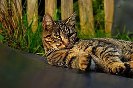 猫,女性,头