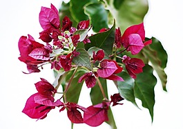 九重葛,开花,颜色