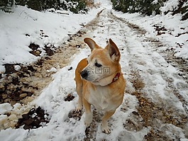 不倒翁,雪,nevado