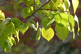 杏,张杏,片