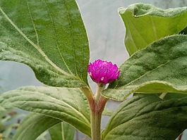 成员,苋菜,花