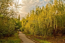 公园,胡同,树木