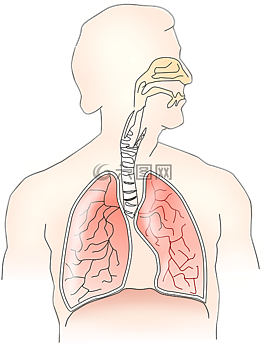 解剖,肺,呼吸
