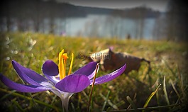 花,湖,性质