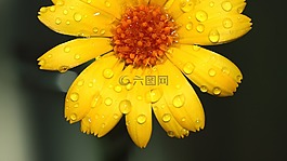 性质,花卉,夏季