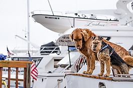 狗,船,划船