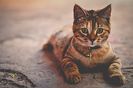 猫,猫的,虎斑猫