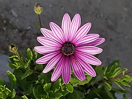 群集,鲜花,小花