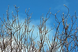 牧场,柳絮,棕榈小猫