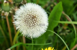 蒲公英,种子,frøstand