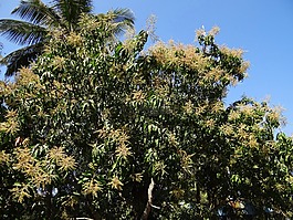 芒果树,植物,树