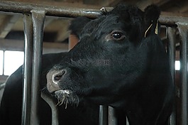 牛肉,安格斯,牛