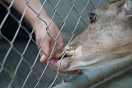 獐鹿,可爱,小鹿