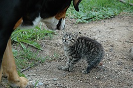 猫,年轻,狗
